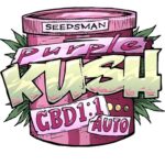 Purple Kush CBD Auto