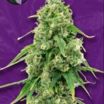 Wedding Cake Autoflowering Seeds