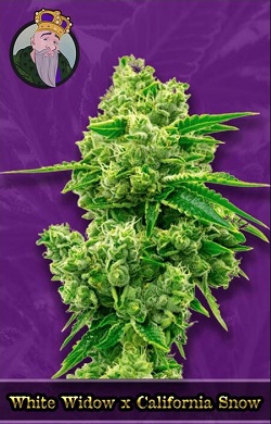 White Widow X California Snow Autoflowering Seeds