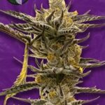 White Widow X Crystal Meth Autoflowering Seeds