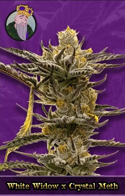 White Widow X Crystal Meth Autoflowering Seeds