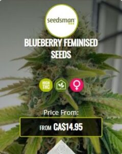 Blueberry Feminized Seeds For Sale