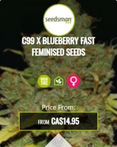 C99 X Blueberry Fast Feminized Seeds For Sale