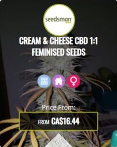 Cream Cheese CBD 1.1 Feminized Seeds For Sale