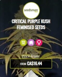 Critical Purple Kush Feminized Seeds For Sale