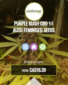 Purple Kush CBD 1.1 Autoflowering Seeds For Sale