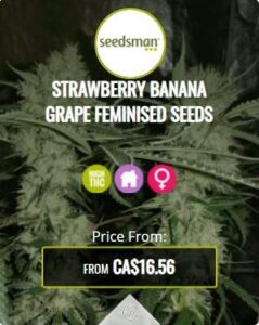 Strawberry Banana Feminized Seeds For Sale
