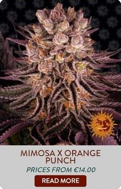 Barneys Farm Mimosa x Orange Punch Seeds
