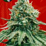 Baklava Fast Marijuana Seeds