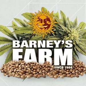 Barneys Farm Single Cannabis Seeds