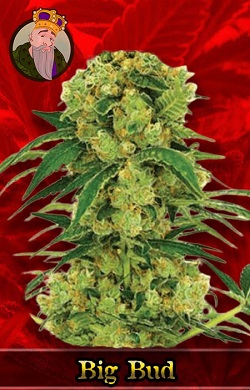 Big Bud Fast Marijuana Seeds