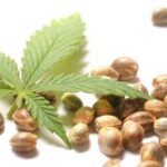 Buy Single Cannabis Seeds In Canada