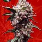 Cherry Blaster Fast Marijuana Seeds