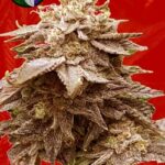 Cola Kush Fast Marijuana Seeds