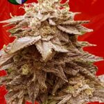 Cola Kush Fast Marijuana Seeds