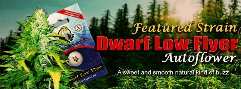 Featured Strain Dwarf Low Flyer Seeds
