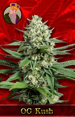 OG Kush Fast Marijuana Seeds