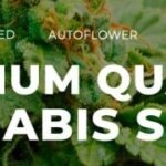 Premium Cannabis Seeds With Direct Shipping
