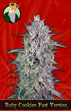 Ruby Cookies Fast Marijuana Seeds