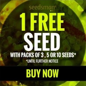 Seedsman Single Cannabis Seeds