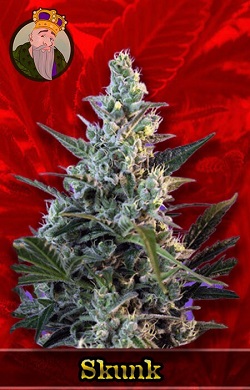 Skunk Fast Marijuana Seeds