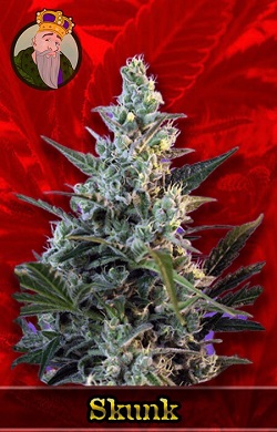 Skunk Fast Marijuana Seeds