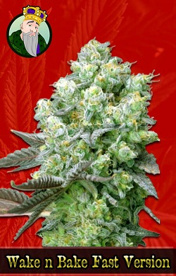 Wake n Bake Fast Marijuana Seeds