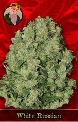 White Russian Fast Marijuana Seeds