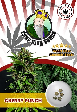 Cherry Punch Autoflowering Cannabis Seeds
